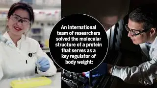 Discovery of protein’s configuration could lead to more effective anti-obesity treatments