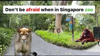 Explore Singapore zoo and night safari with me