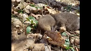 Wild Ohio Spring - Rescuing a Baby Red Fox