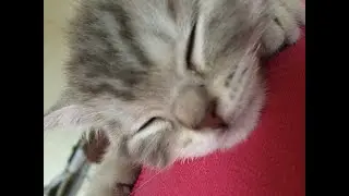 самый опасный котёнок