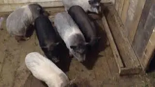 Как приучить поросят ходить в туалет в одно место.