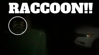 The Raccoon Was Staring Us Down!