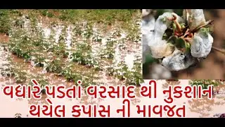 વધારે પડતાં વરસાદ થી નુકશાન થયેલ કપાસ ની માવજત