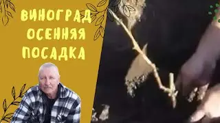 Виноград. Осенняя посадка.