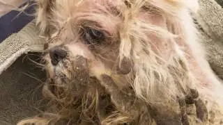 Arizona Humane Society Hoarding Rescue