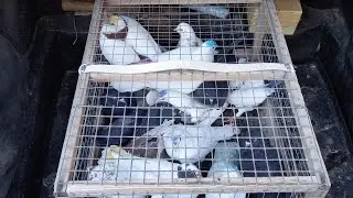#Pigeons