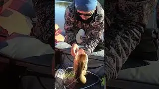 Кусачая Щука! 