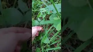 ягоды в лесу 