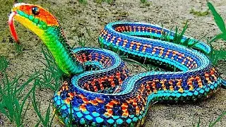 10 Rarest Snakes In The World!