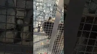 #медведи играются в клетке в зоопарке