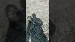 The badger after hibernation / Барсук после спячки