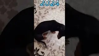 Ремейк Тиши и песни "Какава Красата"#dog#mrbeast#taksa#животное#мило#смешно #собака#такса#тиша#юмор