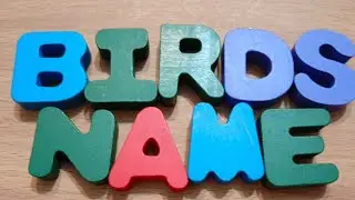Birds name/Birds name in english with spelling/Birds name with picture/Birds name for kids.
