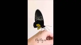 Бабочка Тройдес или Troides Rhadamantus