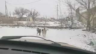 Собаки встречают бабушку