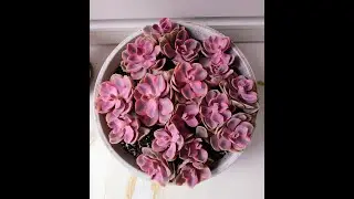 Korea Imported Echeveria Rainbows Haul. Let's Pot Up This Dish Full Of Rainbows and Happiness!