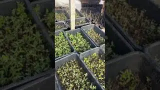 Буддлея давида-размножение черенками, зимнее черенкование