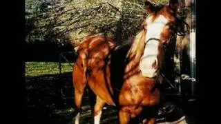 Dekoda - in memory of my horse