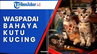 Waspadai Bahaya Kutu Kucing