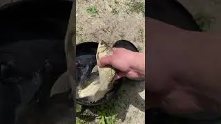 Вкусные караси