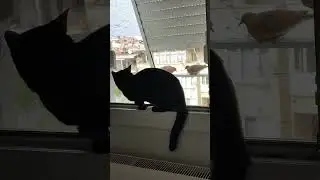 Ama bu nispet😂 #youtube #subscribe #newvideo #tiktok #funny #reels #video #shorts #cat #short #cute
