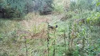Не держись устава.Шалайка