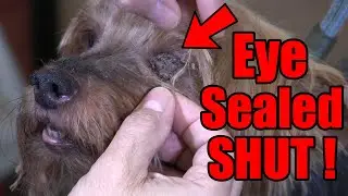 Cleaning Yorkie Eyes | Pet Grooming Tip !