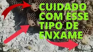 PRECAUÇÕES AO FAZER CAPTURAS DE ABELHAS APIS.