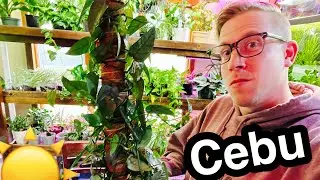 Cebu Blue Pothos Plant Care for Indoor Growing