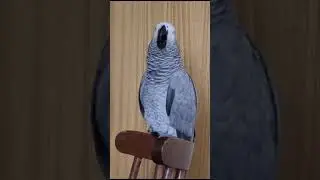 Ой, загуляю!
