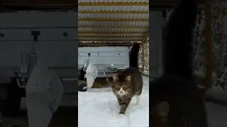 Run Caesar run!