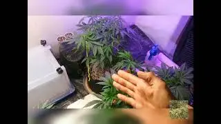 A CLOSER LOOK OF MY LEMON CAKE