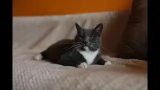 Лиза