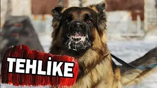 THE 10 MOST DANGEROUS DOG BREEDS