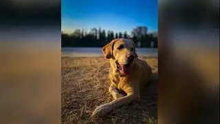 Mejora las fotos de tus mascotas 📸🐾