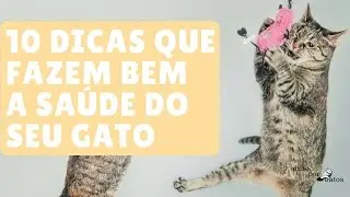 10 Dicas Que Fazem Bem Para a Saúde Do Seu Gato