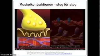Hur kontraheras skelettmusklerna?