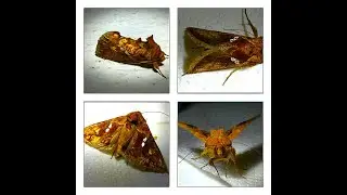Chrysodeixis chalcites  Golden twin-spot moth     by  Theo