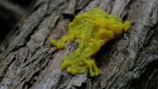 Слизевик (Mycetozoa)