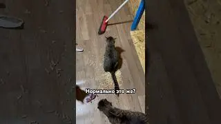 Как думаете? Ищет дом, кстати. 