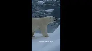 #PolarBearReality: 🐻 Are Polar Bears Extinct? Can They Be Tamed?