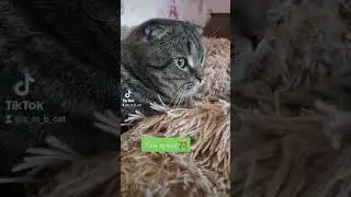 #catsoftiktok