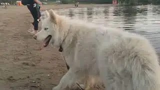 Хаски учится плавать