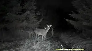 FOTOPAST STŘEDNÍ MORAVA 16, 12 - 2024#wildlife#forest#nature #myslivost#JAGD#woods#POLOWANIE#HUNTING