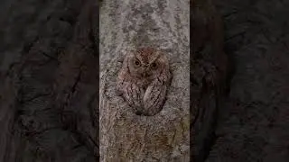 Eastern Screech Owl @NatGeo  #screechowl