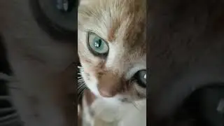 Золотое счастье на стуле🤗