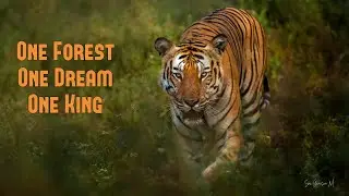 The King of Bandipur 🔥: A Dominant Male Tiger's Reign 🐯 | One Jungle One King | #wildlife #bandipur