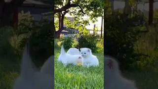 cute three kittens 😺💖