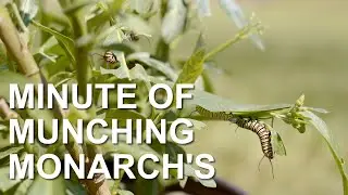 Minute of Munching Monarchs