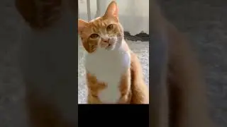 lu ngapa cing